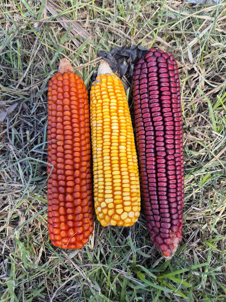 Cycling urban agroforestry systems with native seeds🍀✨️ <a href="/ekonavi_com/">Ekonavi</a> <a href="/OctantApp/">Octant</a>