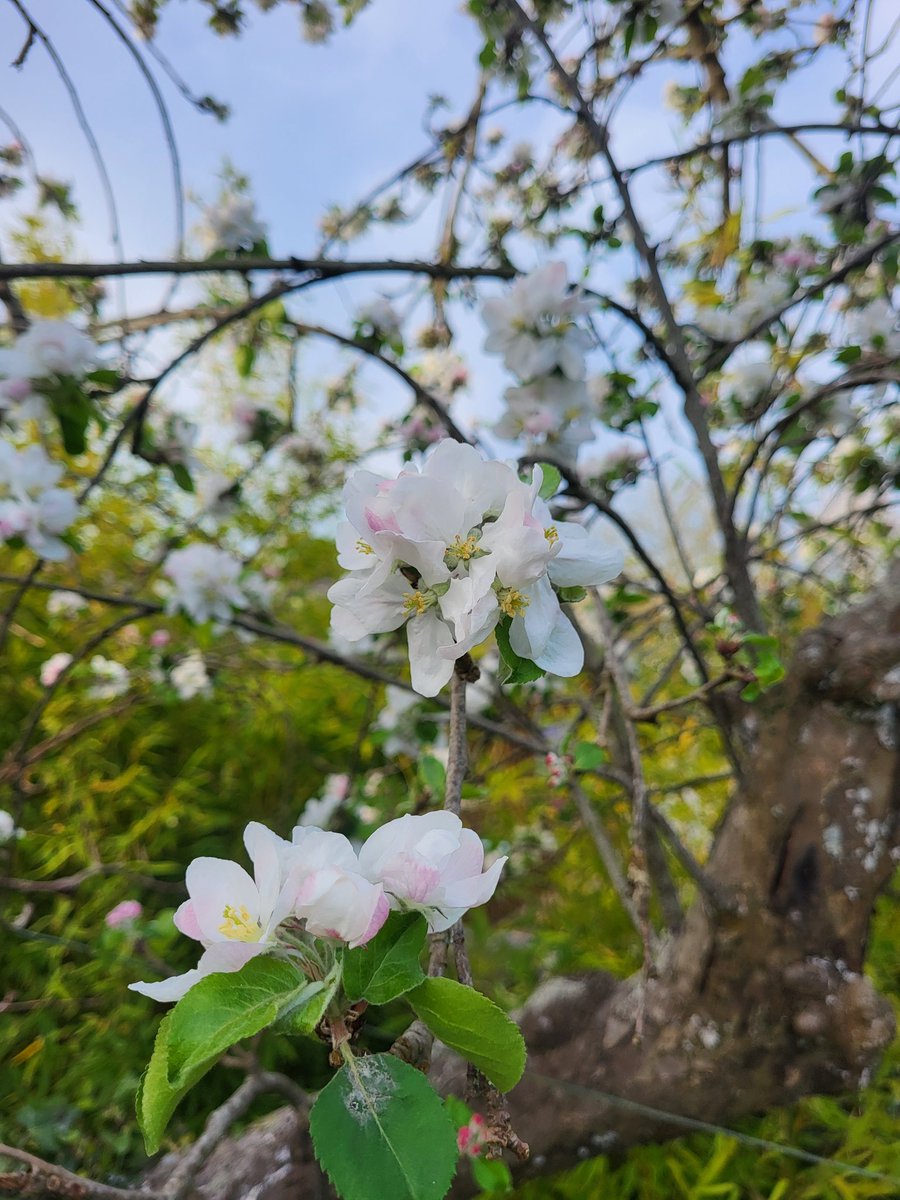 🌷🪻#Printemps2025 au Perche un voyage visuel et sensoriel <a href="/PnrPerche/">Parc naturel régional du Perche</a>