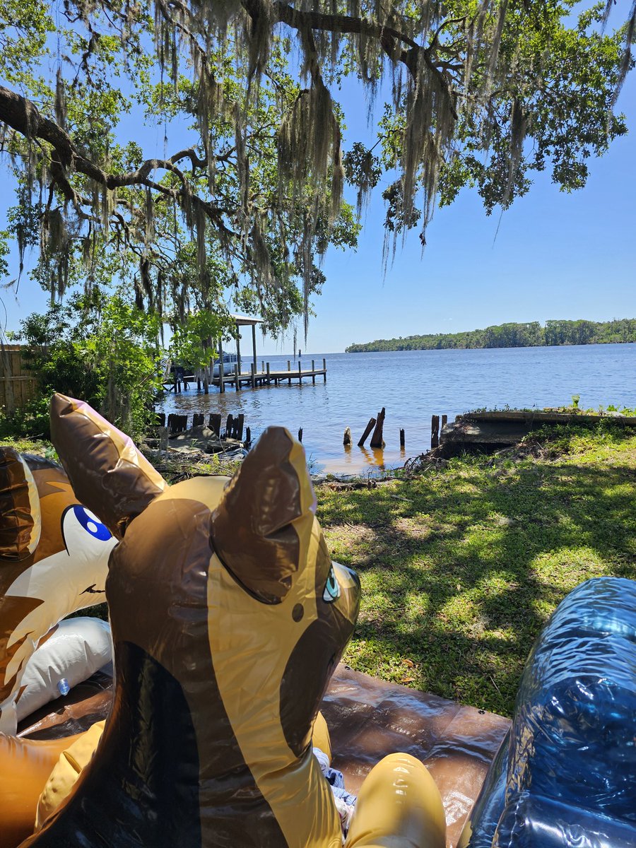 fuzzychubbywolf's tweet image. Squeaky Saturday.