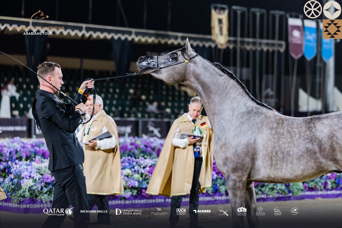 GCAT_Riyadh's tweet photo. جمال الخيل أسطورة تسير بين الحاضر والماضي 
#جولة_الجياد_العربية #جمال_يخلد_وإرث_يتجدد https://t.co/qq1Qh70OYL