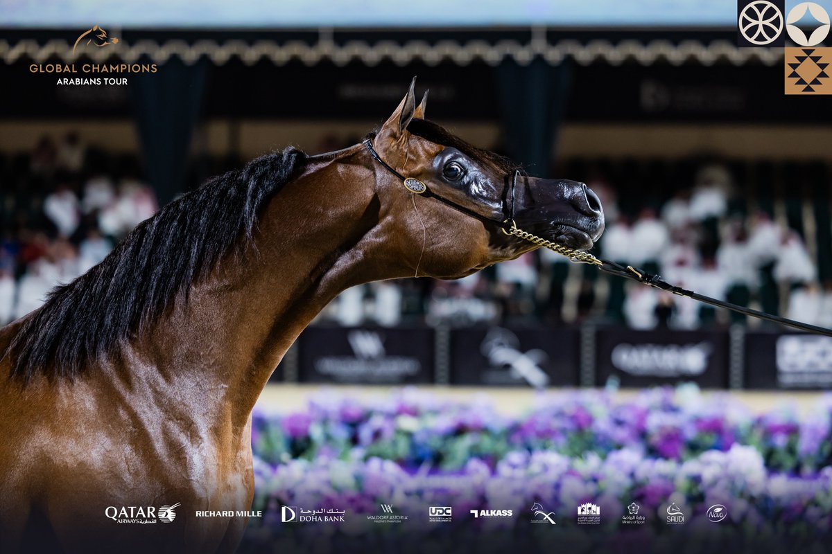 GCAT_Riyadh's tweet photo. جمال الخيل أسطورة تسير بين الحاضر والماضي 
#جولة_الجياد_العربية #جمال_يخلد_وإرث_يتجدد https://t.co/qq1Qh70OYL
