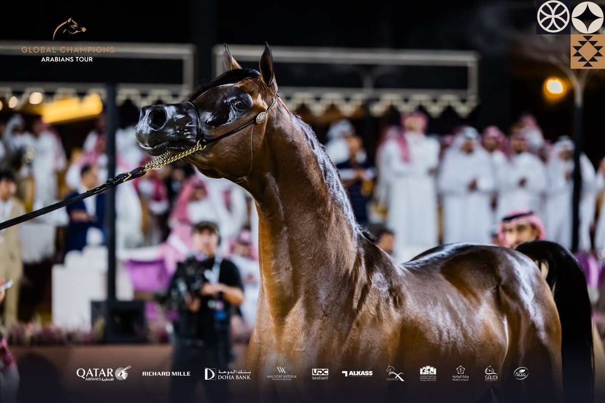GCAT_Riyadh's tweet photo. جمال الخيل أسطورة تسير بين الحاضر والماضي 
#جولة_الجياد_العربية #جمال_يخلد_وإرث_يتجدد https://t.co/qq1Qh70OYL