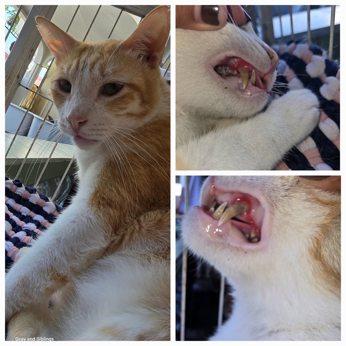 Gray And Siblings tweet media