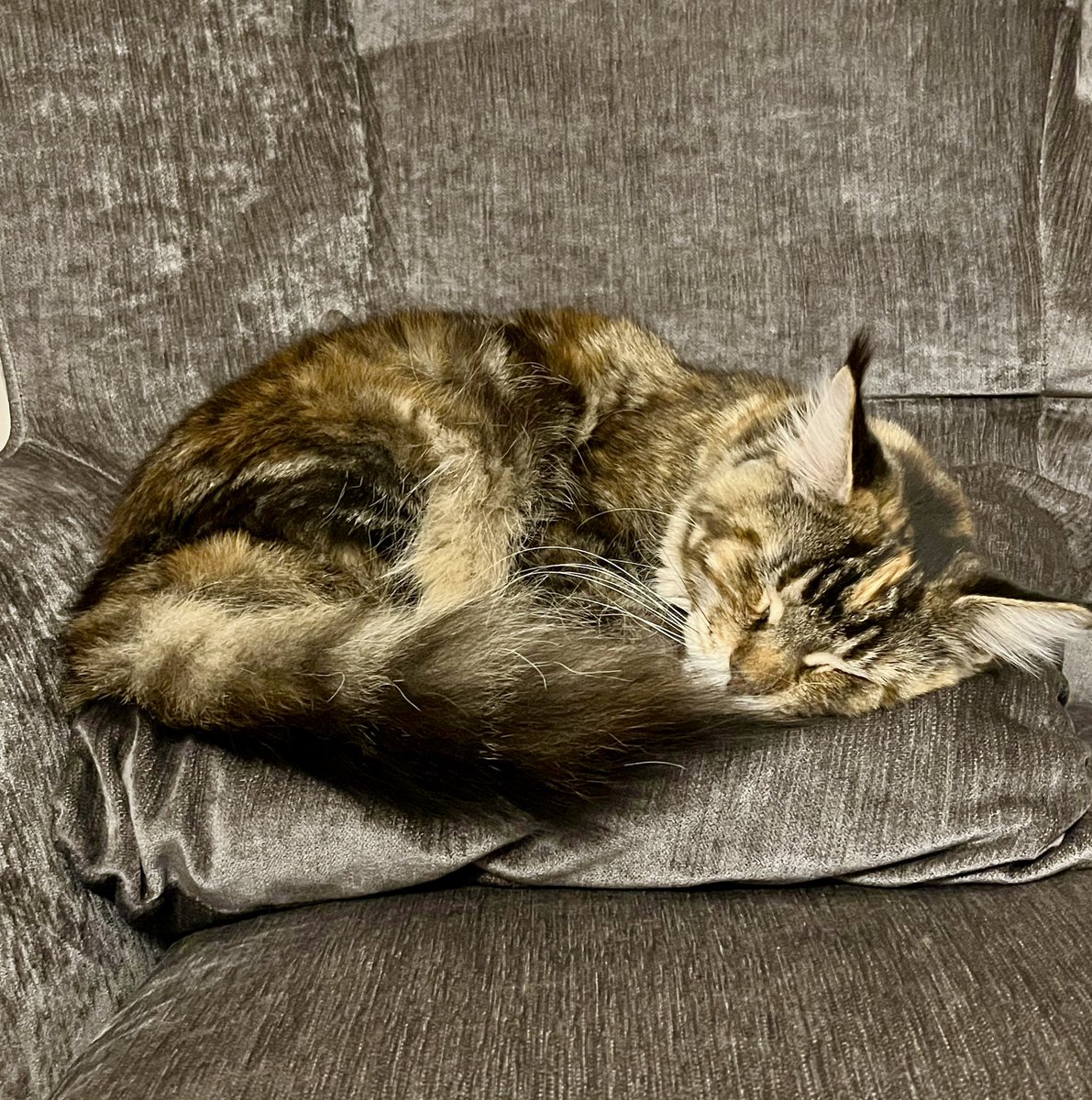 ThatBoringCat's tweet photo. Mājas kaķis savā dabiskajā vidē. https://t.co/y4bqArUDC4