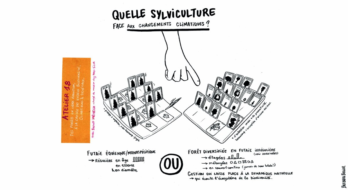 BarbaraBellier's tweet photo. Quelle sylviculture pour faire face aux changements climatiques ?  Parfois les réponses sont simples.  Il ne manque plus qu'une volonté politique de protection de nos éco-systèmes. https://t.co/XirHDwxcNJ