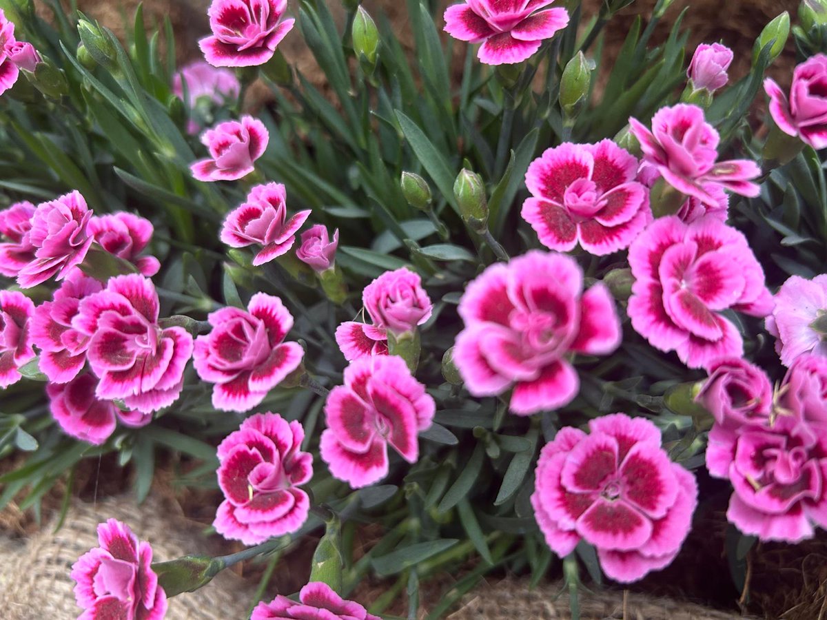 32_arcoiris's tweet photo. Les traigo flores https://t.co/4nyg2Bhwib
