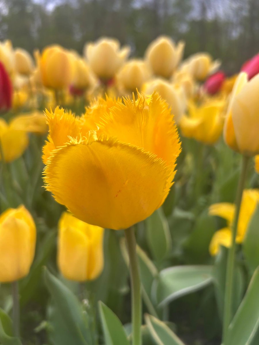 32_arcoiris's tweet photo. Les traigo flores https://t.co/4nyg2Bhwib
