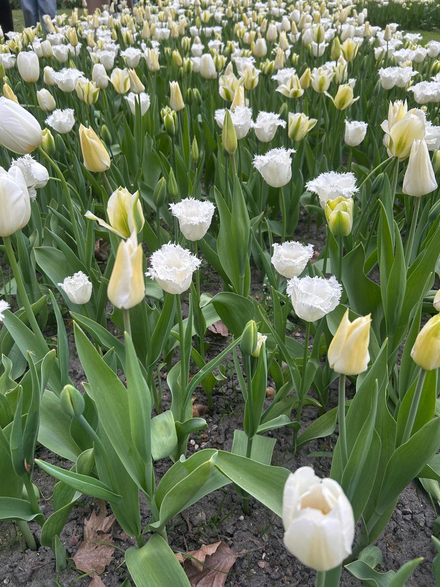 32_arcoiris's tweet photo. Les traigo flores https://t.co/4nyg2Bhwib