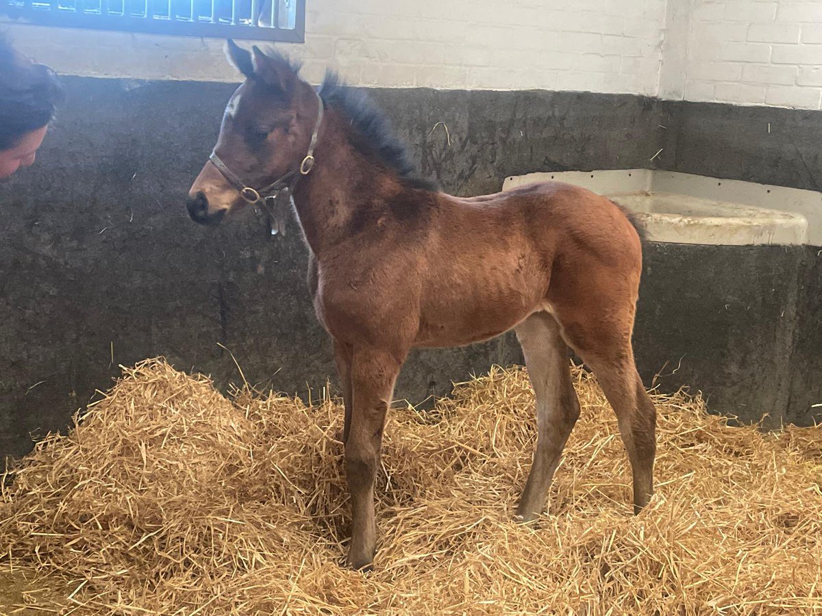 Leahper25756330's tweet photo. Sassy 23 days old by SHOWCASING ex QUEENMAMBO by SEA THE MOON page received  another individual Group winner with QM half sister producing impressive Alleged Stakes winner GALEN. QM will be visiting VANDEEK for 2025 @WhitsburyManor @CPStudOfficial #fuelledSTUDGrow #smallbreeder https://t.co/R80jqpSNne