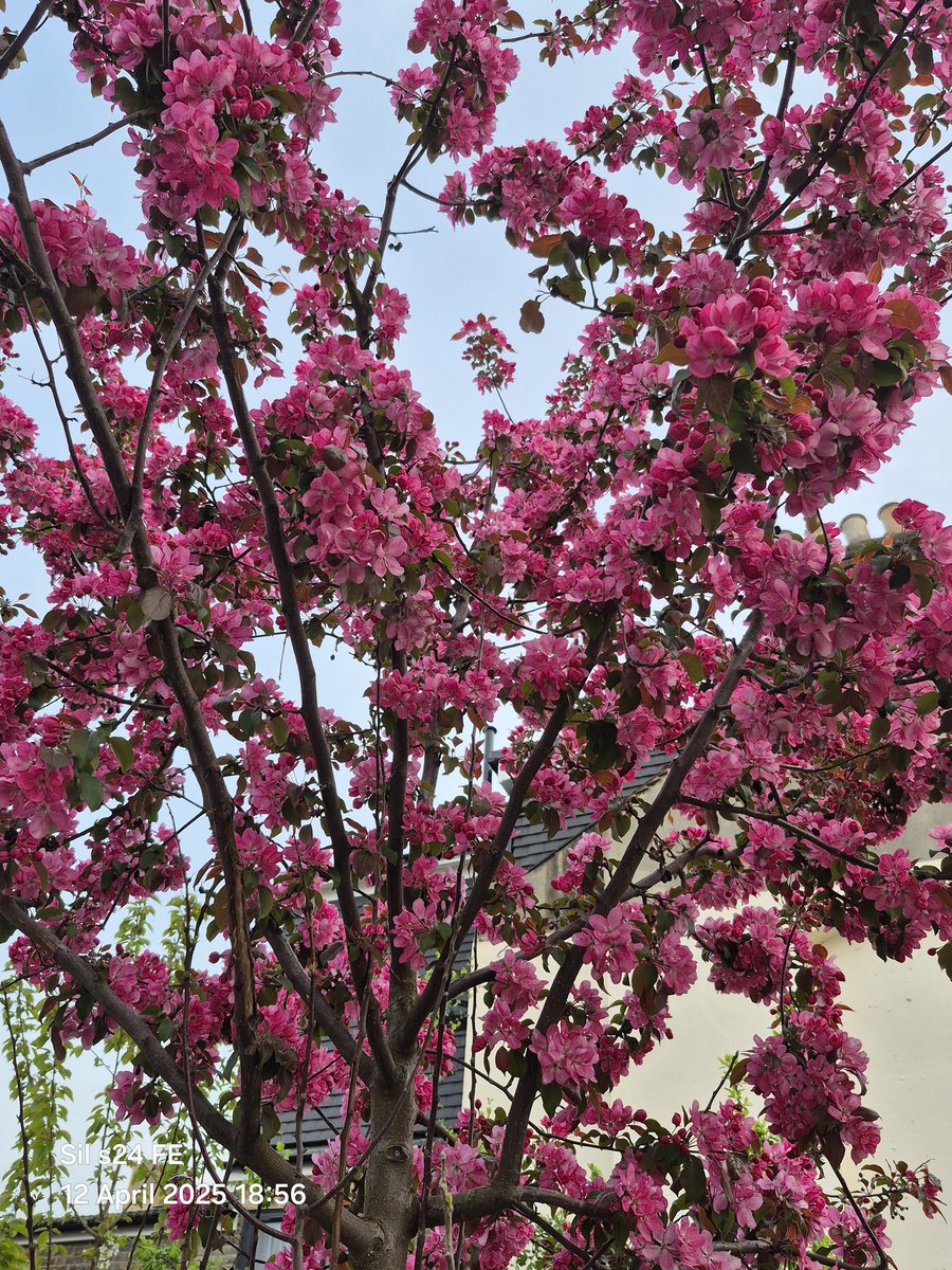 Sweetafghani10's tweet photo. Back from namjooning with my mini me, saw another gorgeous cherry blossom #namjooning #skyfornamjoon #walkinthepark #springdaybts #cherryblossoms #sakura https://t.co/RZxUNCpNkn