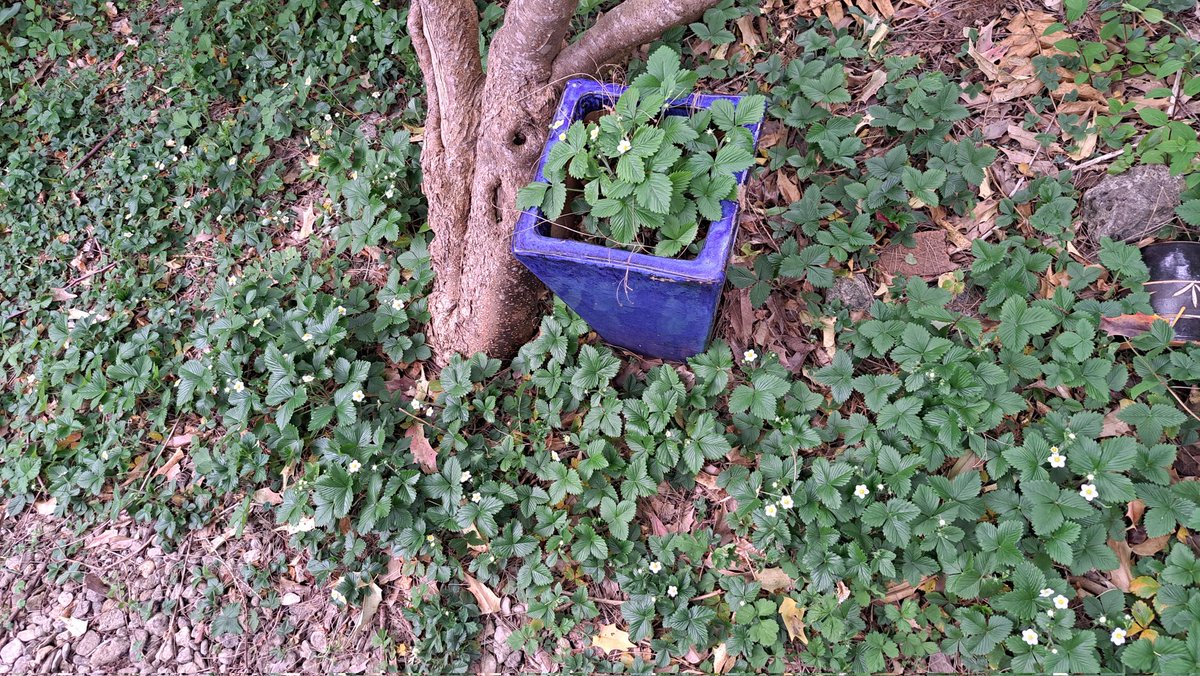 L15per's tweet image. #Fragaria vesca in bloom under the lilac tree.
#springbreakout 
#Spring 
#woodstrawberry