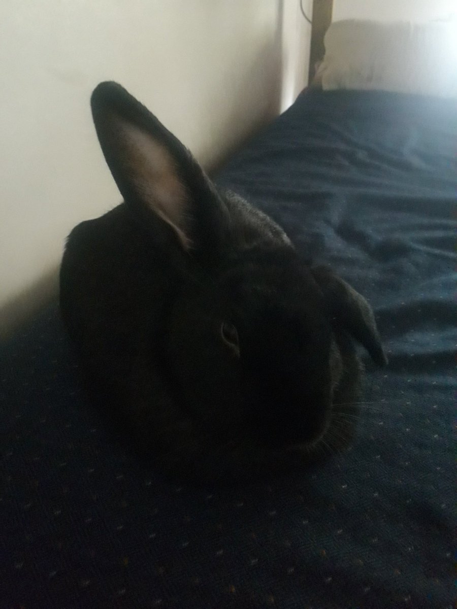 SudokuFan1899's tweet photo. My bunny is sleepy it seems https://t.co/KEqZefmb55