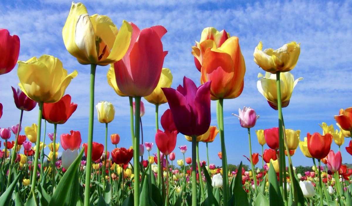 anstifter's tweet photo. TULPEN-LIEBE 💐🌷😘😘😘

#freddyfischer #impactstifter #freddyfischerstiftung #tulpen #tulpenliebe #Holland https://t.co/8IWWiKe2w9