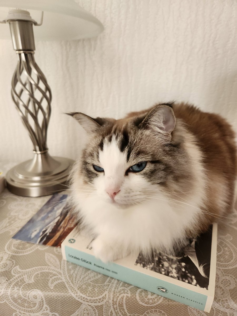 Willow settling down with some Louise Glück poetry  #Caturday