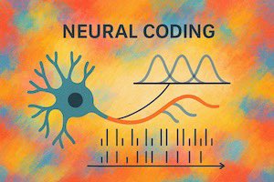h_shimazaki's tweet image. 🚀 Publication alert 🚀
A brief review on neural coding — introducing the basics from foundational studies onward.
Neural coding: Foundational concepts, statistical formulations, and recent advances. Neuroscience Research, 2025.
doi.org/10.1016/j.neur…