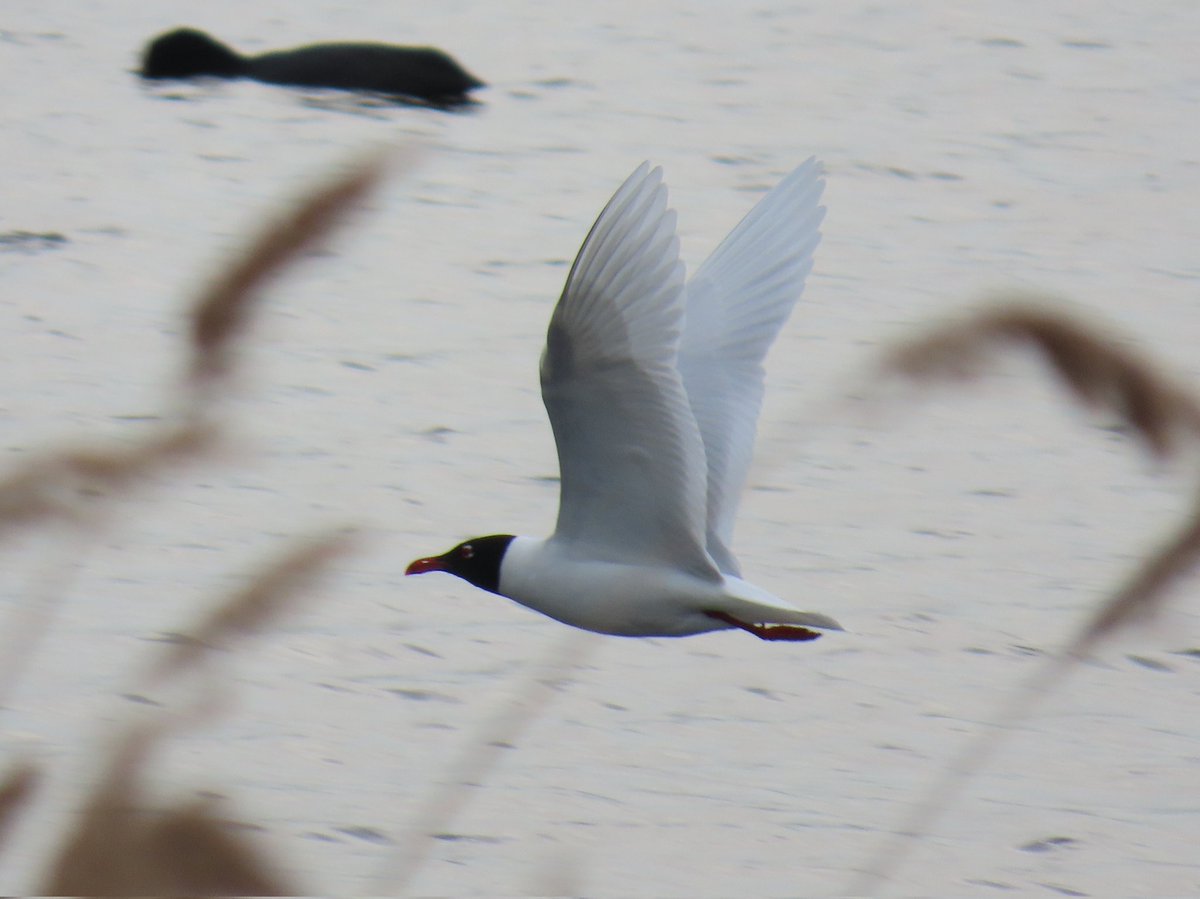 Joe Eckersley (@eckersley_joe) on Twitter photo Swilly today.
3 Reed warbler, 2 Garganey, 1 Common tern, 1 Med gull, 11 Black-necked grebe, 1 Slavonian grebe, 1 Bearded tit, 2 Marsh harrier, 5 Black-tailed godwit, 2 LRP, 1 Common sandpiper, 1 Pink-footed goose, 2 Pintail, 3 Yellow wagtail, 1 White wagtail
<a href="/SwillyIngsBG/">Swillington Ings Bird Group</a> Swilly today.
3 Reed warbler, 2 Garganey, 1 Common tern, 1 Med gull, 11 Black-necked grebe, 1 Slavonian grebe, 1 Bearded tit, 2 Marsh harrier, 5 Black-tailed godwit, 2 LRP, 1 Common sandpiper, 1 Pink-footed goose, 2 Pintail, 3 Yellow wagtail, 1 White wagtail
<a href="/SwillyIngsBG/">Swillington Ings Bird Group</a>