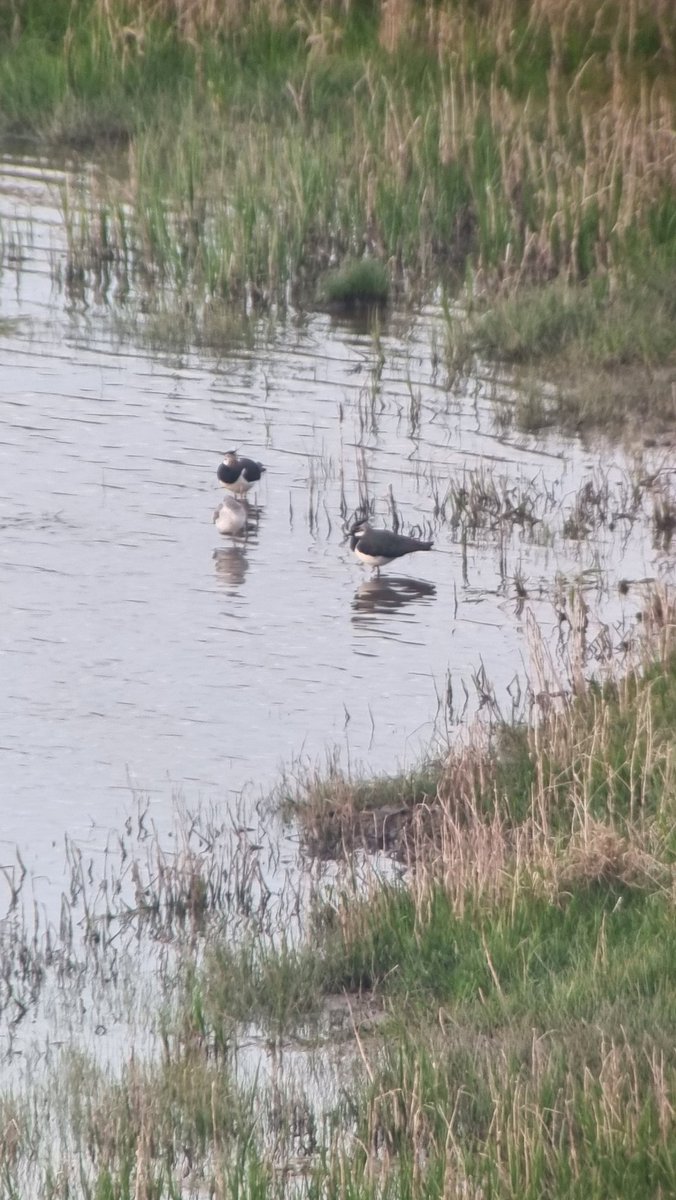 ReedRitz's tweet image. Newport: Caerleon flood- Greenshank and a few Lapwings (6) this evening #gwentbirds