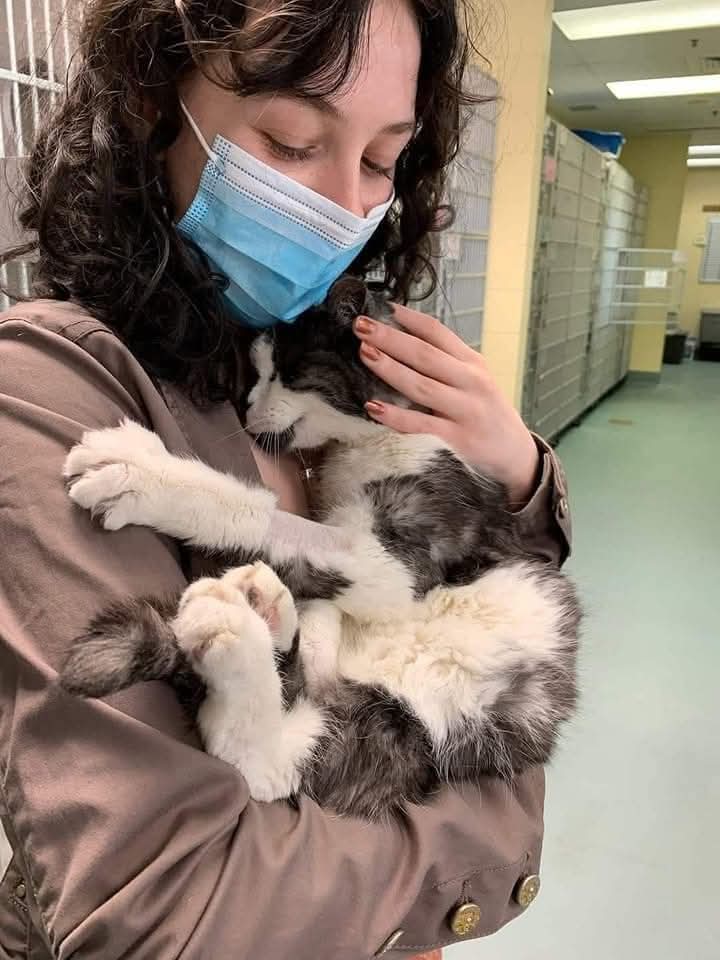 Sucedió en New York 🗽, ésta Mujer fue a un refugio a buscar un gatito para adoptarlo y se llevó al mas viejito que tenía veinte años.
Cuando le preguntaron por qué había elegido ese, ella dijo: No quiero que pase sus últimos días encerrado en una jaula.
Quiero que los pase