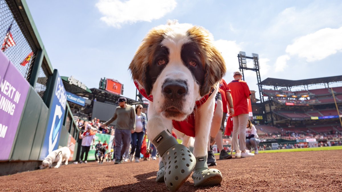 Cardinals's tweet photo. Pooches in the Park! 🐶 https://t.co/wDBhZy1ajA