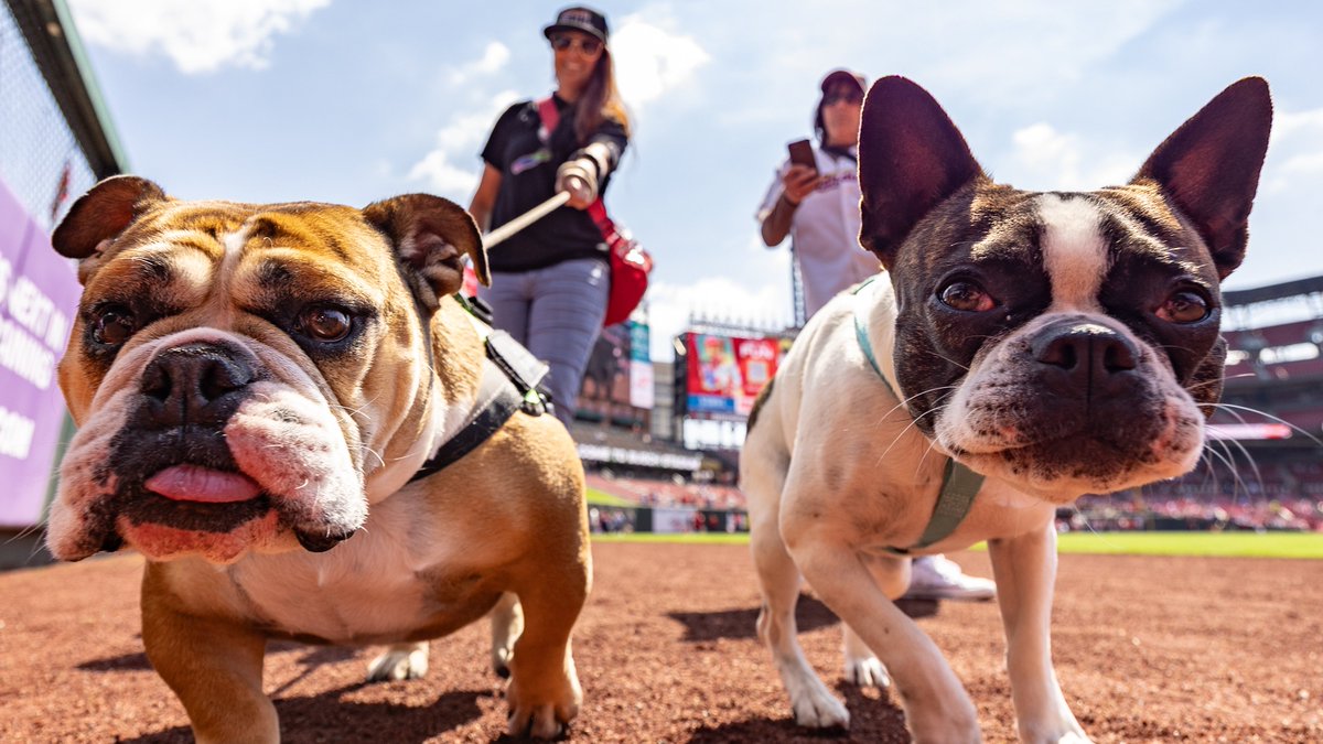 Cardinals's tweet photo. Pooches in the Park! 🐶 https://t.co/wDBhZy1ajA
