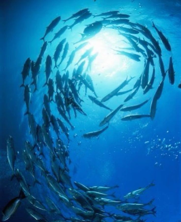 Beautifulenv's tweet photo. #aesthetic
#blueaesthetic #fish
#electricblue
#seaside #sealife #seaaesthetic #natural #naturalforms https://t.co/HtnDp4YxNy