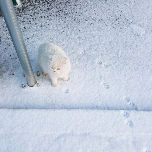 Why you should have a cat tweet media