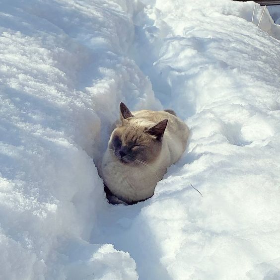 Why you should have a cat tweet media