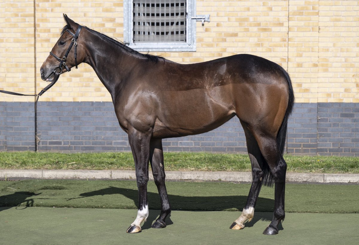 Lot 125 of <a href="/GoffsUK/">Goffs UK</a> <a href="/BrzUps/">Breeze Up Sales</a> is a speedy, precocious daughter of <a href="/newsellspark/">Newsells Park Stud</a> A’Ali from the family of POLLY POTT 🎩#royalascotwinners