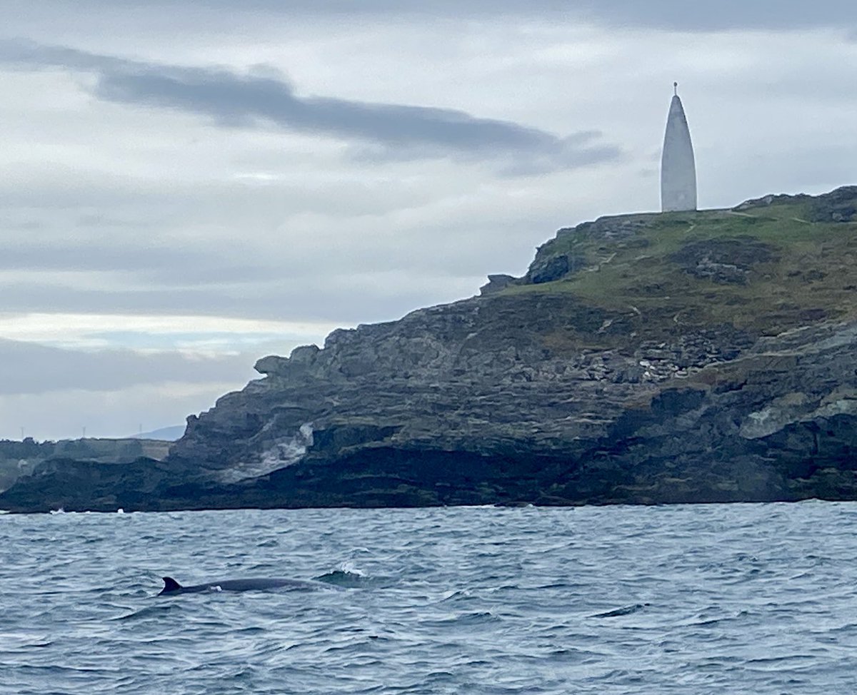 A minke whale at Baltimore Beacon in West Cork. This was one of 6 Minke whales we saw on our trip today along with 7-8 Basking shark and dozens of dolphins, harbour porpoise and seals. 
#Baltimore #BaltimoreBeacon #SeaSafari #WestCork #beacon #whale #whalewatching #dolphin