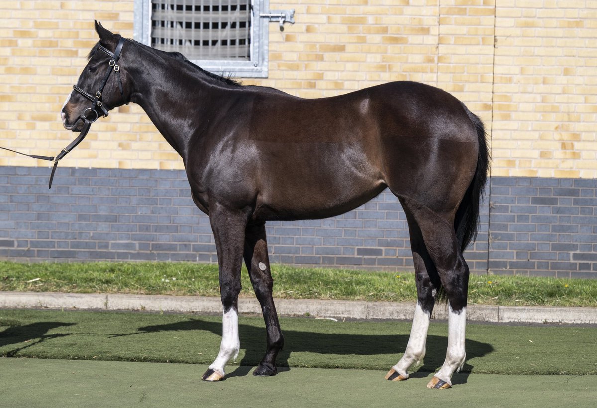 Lot 128 of <a href="/GoffsUK/">Goffs UK</a> <a href="/BrzUps/">Breeze Up Sales</a> is a <a href="/WhitsburyManor/">Whitsbury Manor Stud</a> Showcasing full sister to Group 3 winner SENSE OF DUTY 🎩#royalascotwinners