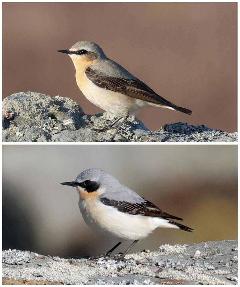 Great Day on the NY Moors Highlights being Ring Ouzel, Redstart  Mistle Thrush Red Grouse, Wheater &amp;  Dipper that flew right over my head. <a href="/nybirdnews/">NorthYorksBirdNews</a> <a href="/BirdGuides/">BirdGuides</a>