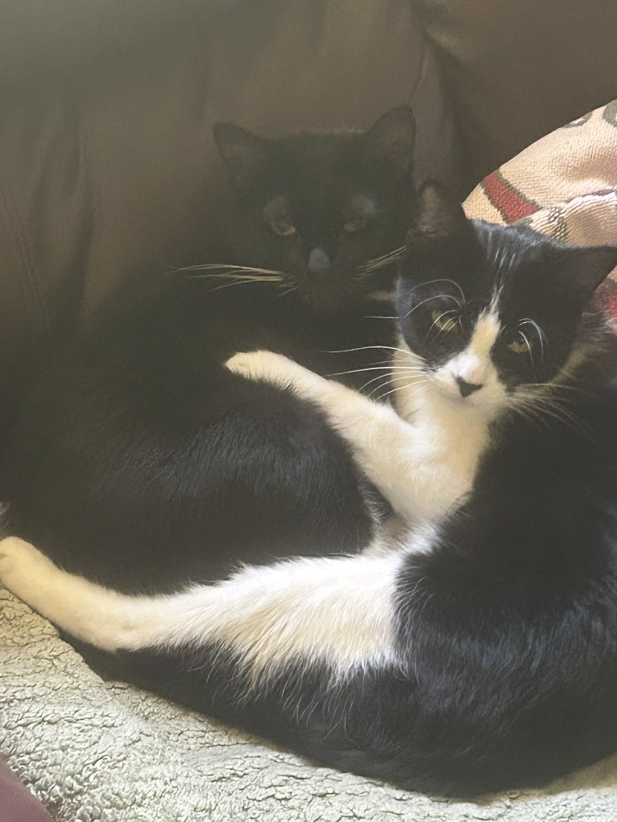 My sisters Socks and Braveheart ❤️❤️