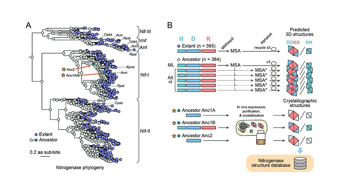 astrobiology's tweet photo. Structural Evolution Of Nitrogenase Enzymes Over Geologic Time
https://t.co/UAZBzl2a2D  #astrobiology #genomics #evolution https://t.co/88elspXXqo