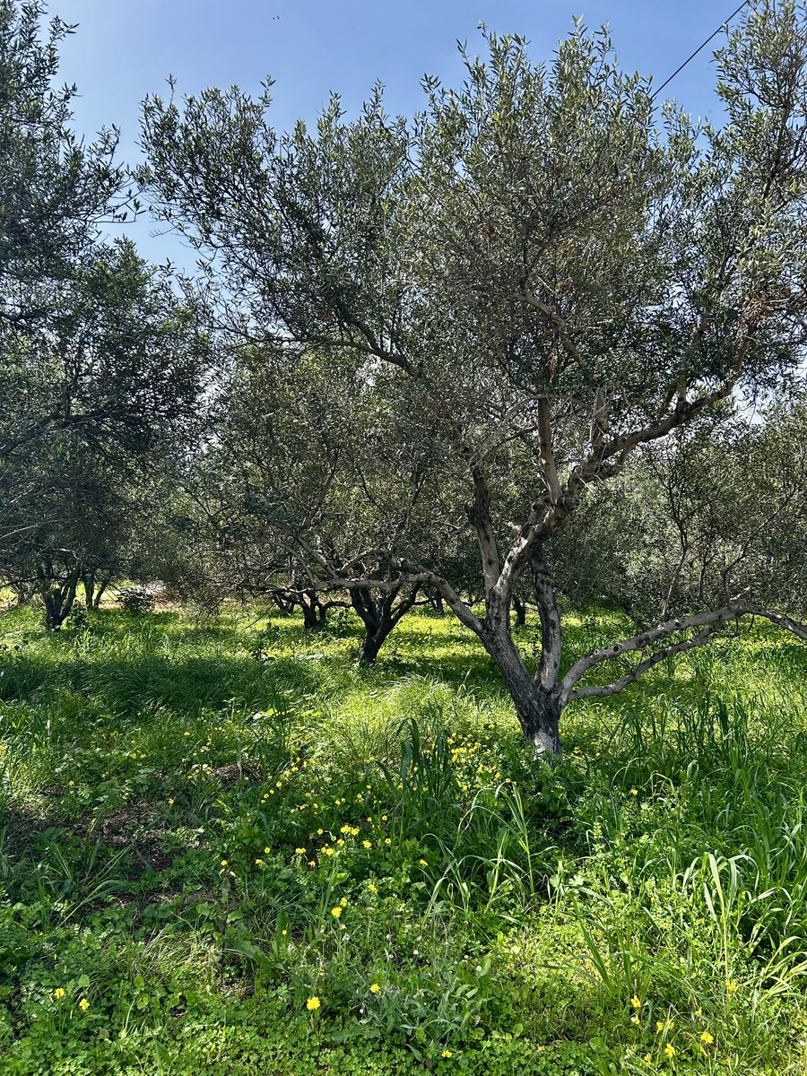 LodMarja's tweet photo. Raportti. Kävin viikko sitten Kreetalla. Oli ihanaa 🇬🇷💙 Ikinä en ole nähnyt vihreää Kreikkaa aiemmin ❤️ Knossos ilman hellettä kuten myös Imbrosin rotkovaellus, aivan mahtavia kokemuksia. https://t.co/2uCEBrFJn5