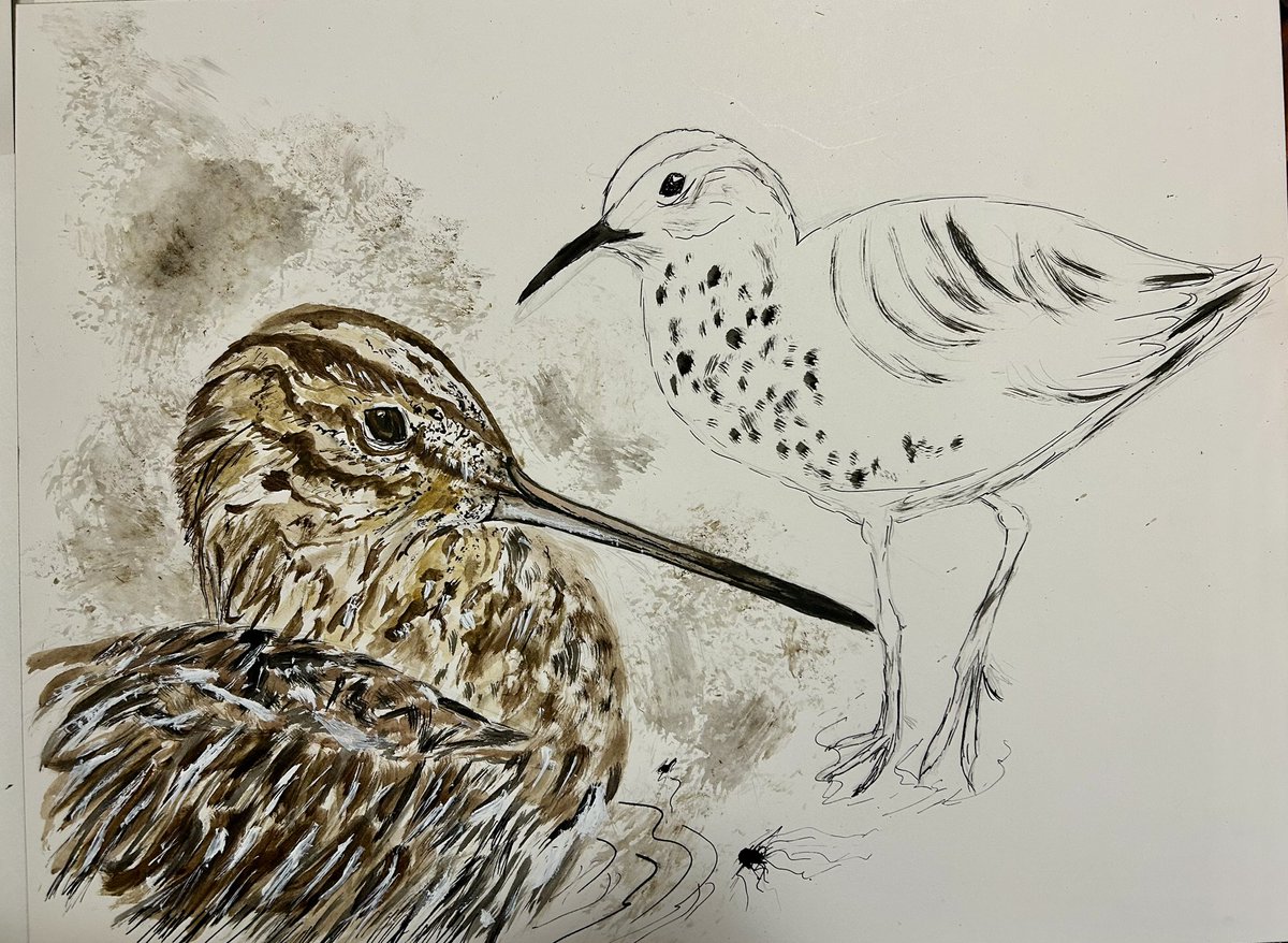 Entrefins58's tweet photo. Bécassine ou petit gravelot oiseaux d’eau ♥️♥️….. aquarelle encre 🖋️.. belle soirée à tous . #CP #dessins  #progresser …))) 😘😘😘😘 https://t.co/QbVYJEiaQY