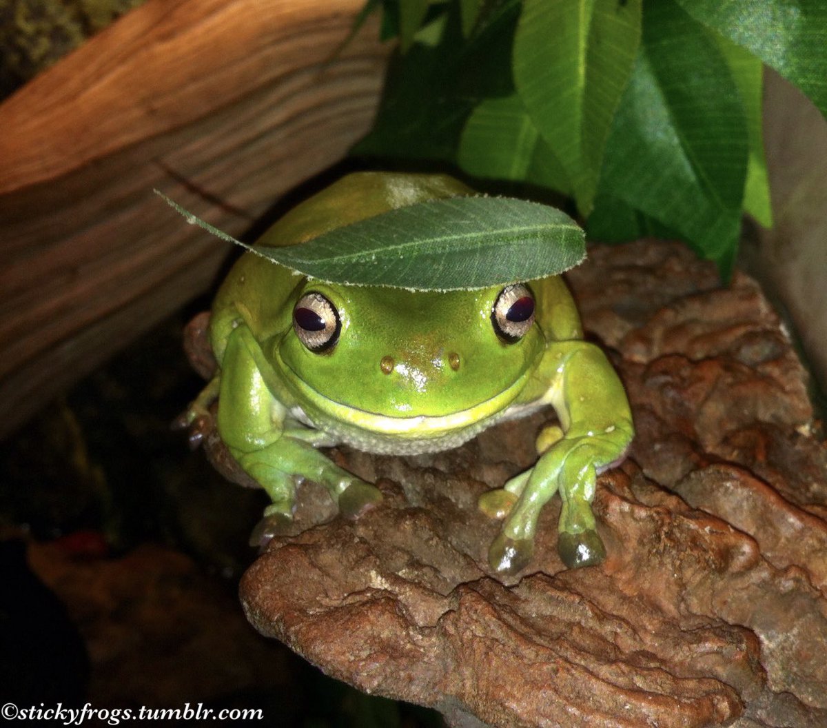 Tonight’s Happy Memory is Voigt with Hats!