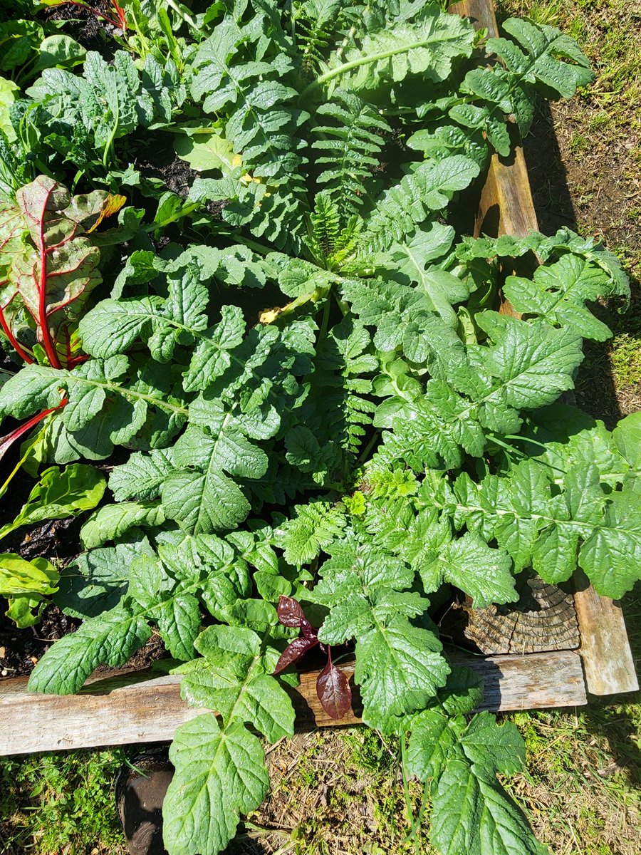 marysheirlooms's tweet photo. My gardens are really starting to fill out and produce #marysheirloomseeds #growsomething https://t.co/kUh5NRp704