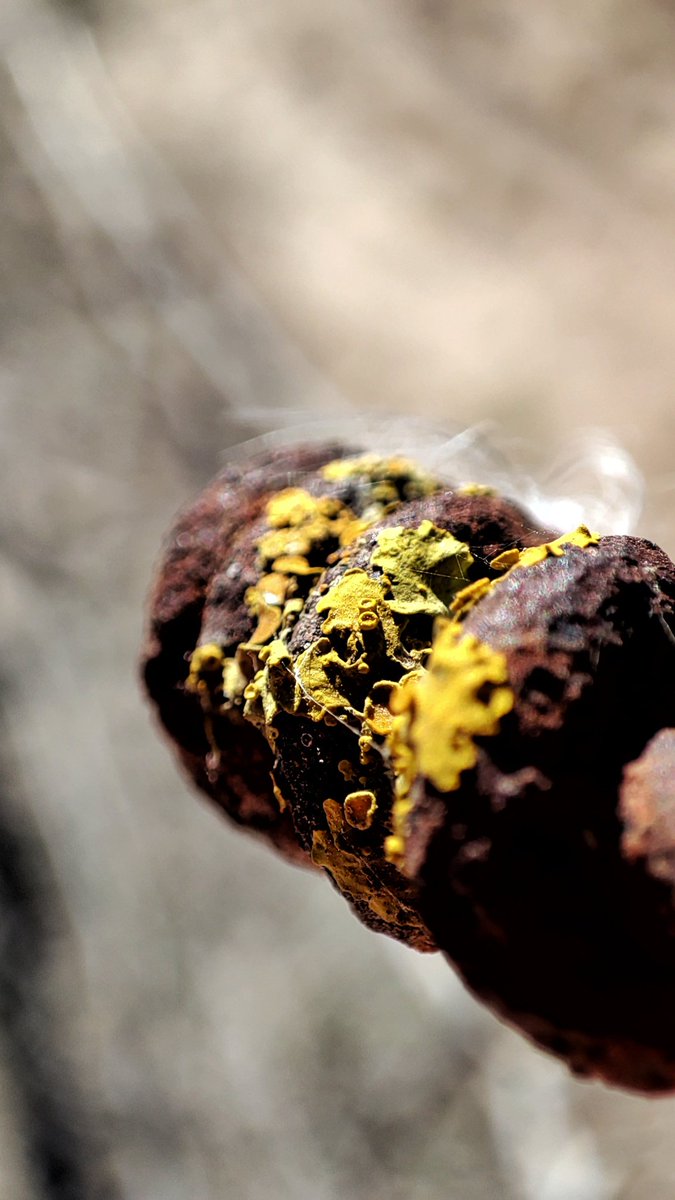 SergioCon34's tweet photo. Hasta en esos alambres del campo, hay VIDA.
Hacer grande lo pequeño.
Buenas noches !!
#SuperMacro
📱 https://t.co/ZZTzc4j9wW