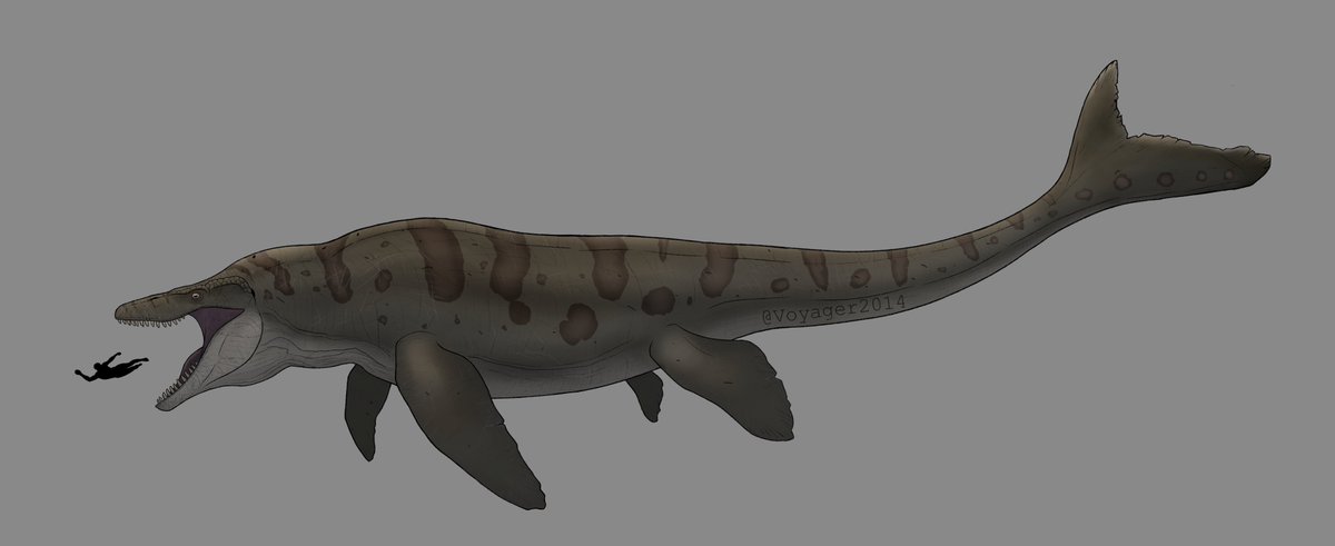 My take on the kaiju of the franchise . My main references were leatherback turtles, komodo dragons, leopard shark and the JP style.
The stickman couldn't escape... and got eaten by baby girl.
#JurassicWorldRebirth #Mosasaurus