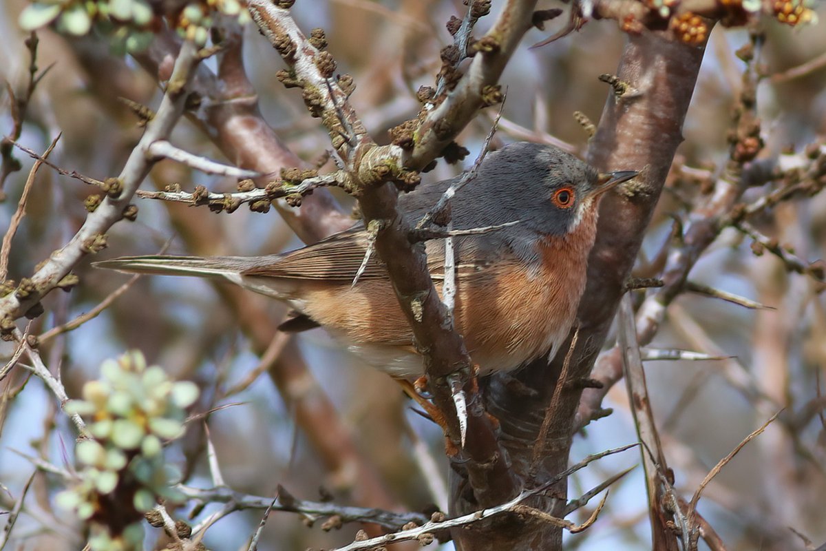 The superbly showy Western Subalpine Warbler at Gibraltar Point this afternoon; it was on show pretty much the entire 1.5 hours I was there and even gave the occasional call and subsong too. My first in the UK after one male Eastern and three unassigned female-types previously.