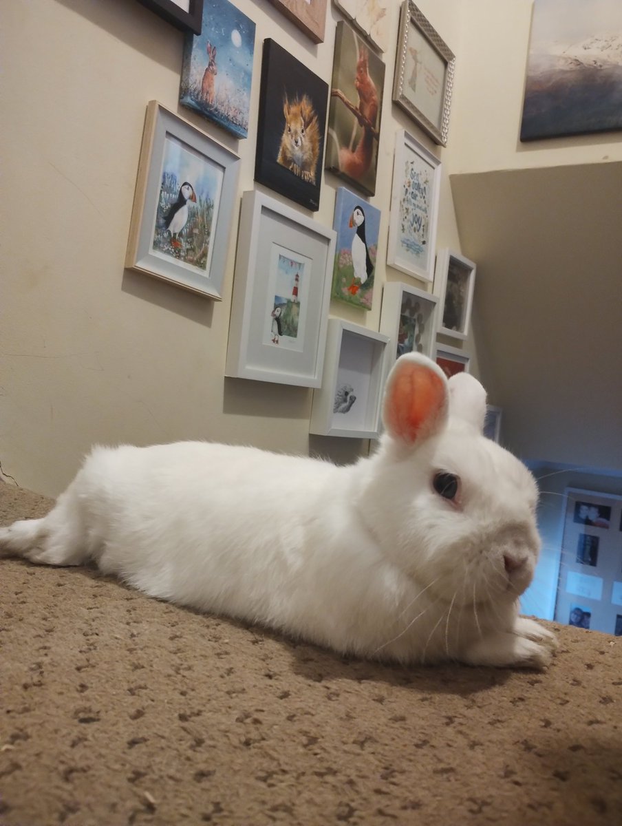 The hooms have been on holiday, mums friend who's a pet sitter came &amp; looked after us as well as Grandad. I've not got the grumps on now they're back (twice now, go me!). Mum's not been well, she went partially deaf last week (Sudden Sensorineural Hearing Loss), seen hooman vet!