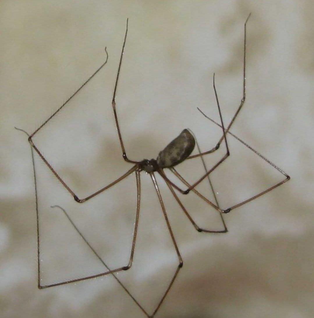 LeContempIateur's tweet image. Salut, toi l’humain… c’est moi, l’araignée là-haut, dans le coin du plafond.

Avant que tu cries ou que tu brandisses ta chaussure, accorde-moi juste une petite minute.

Je ne suis pas dangereuse, tu sais.
Je fais partie des espèces d’araignées les plus courantes en France,…