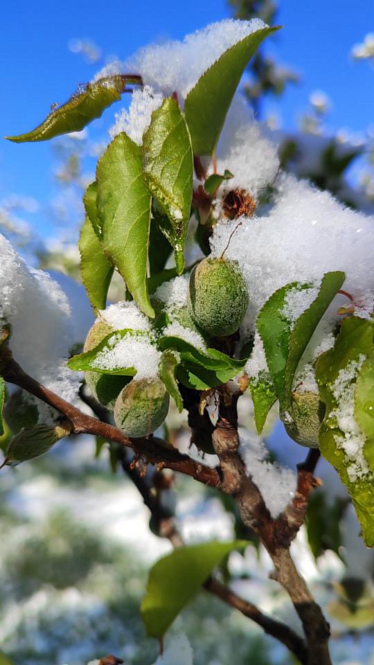 Bizim bahçemiz yok belki ama acısı hepimizin ortak…

 #KayısılarYandıUmutlarSöndü