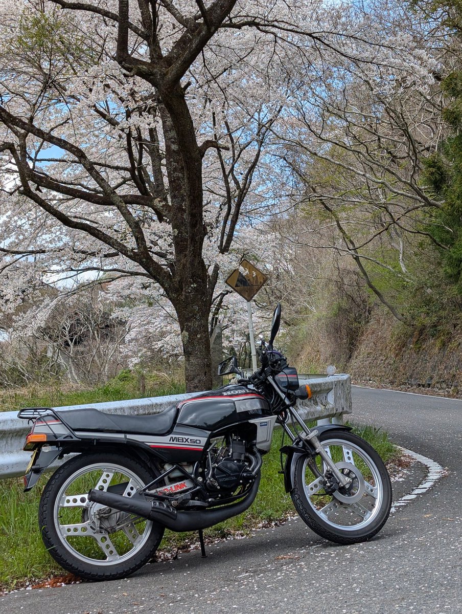 ryopapa2nd's tweet photo. #MBX50
#桜
国道293号線の茨城県栃木県の県境は高架橋バイパスができて二十数年。バイパス素通りする人はここの桜並木に気付かないと思う…🌸 https://t.co/zflEi9f1rD