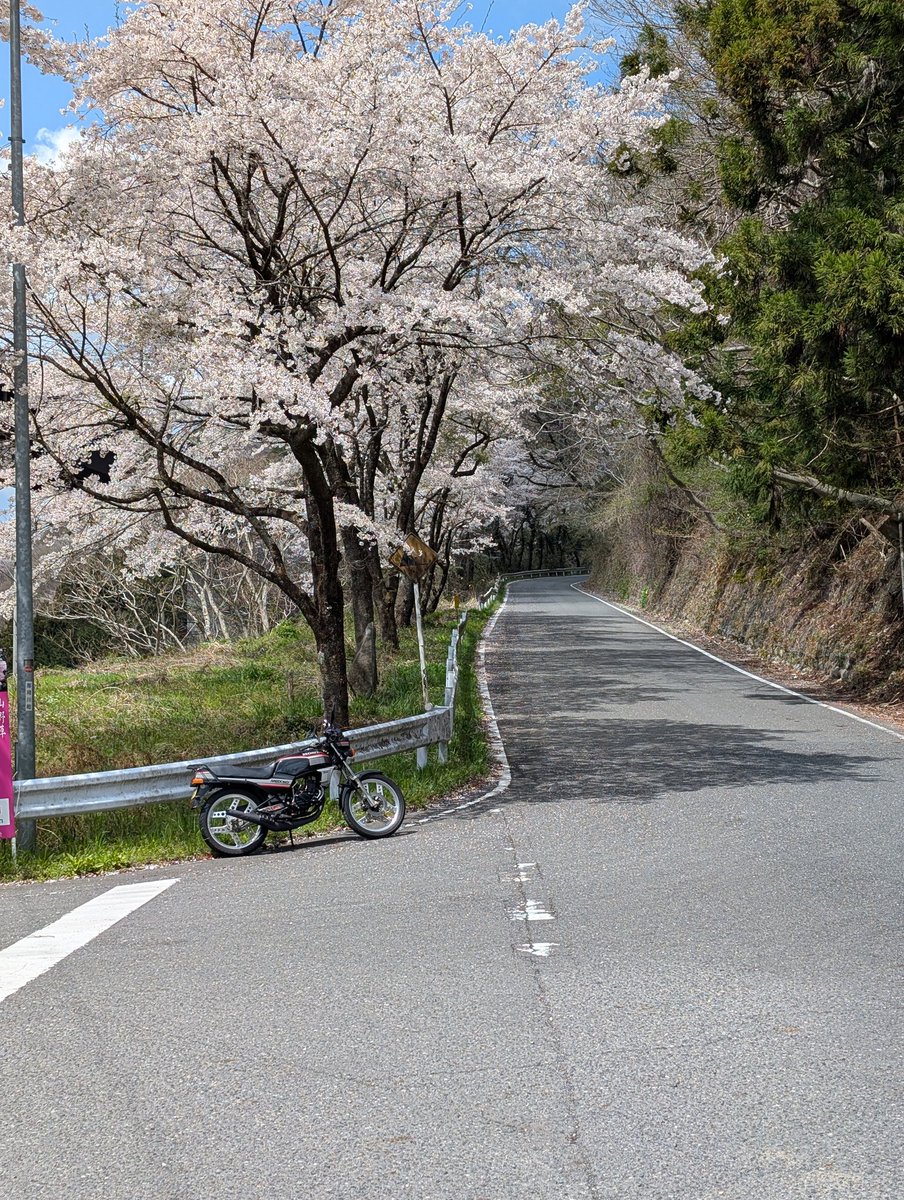 ryopapa2nd's tweet photo. #MBX50
#桜
国道293号線の茨城県栃木県の県境は高架橋バイパスができて二十数年。バイパス素通りする人はここの桜並木に気付かないと思う…🌸 https://t.co/zflEi9f1rD