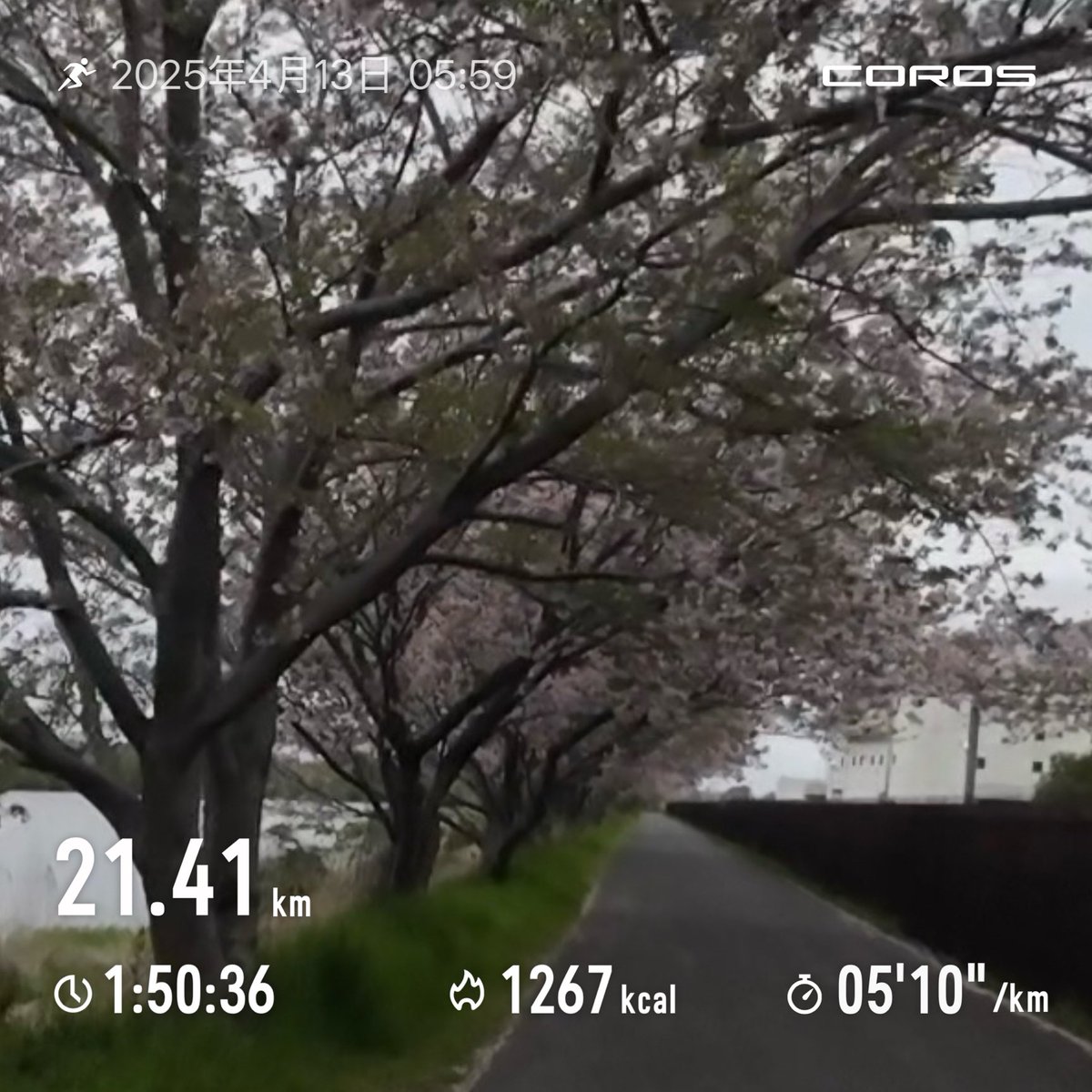 WELOVESUNS's tweet photo. 朝ラン🏃ゆっくり目で21K。桜は葉桜にになりつつあるが今日は割とひんやり。
#朝ラン　#お花見ラン　#ジョギング https://t.co/QyYynnoAt3