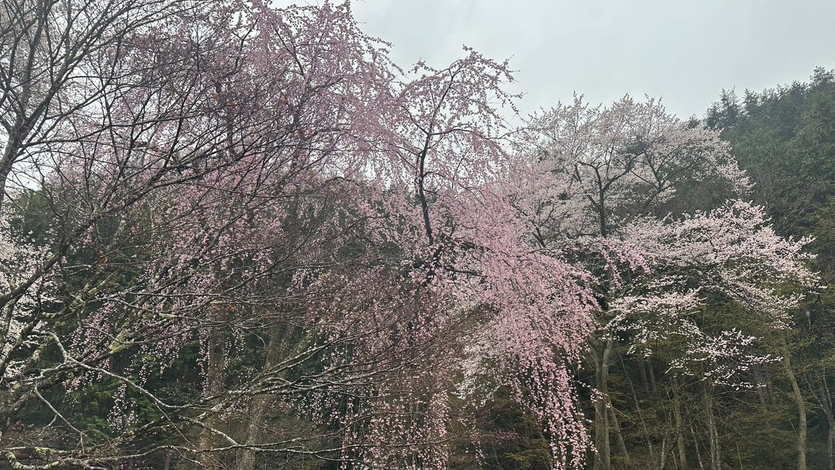 野底山森林公園 さくら祭り🌸
雨の天候ですが本日9時〜開催されます！繋でも牛串焼き、フランクフルトの販売をします！ #野底山森林公園 #さくら祭り