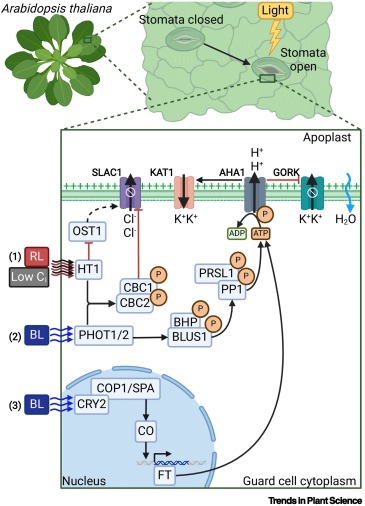 Evolutionary insights into light-induced stomatal opening mechanisms dlvr.it/TK72q3 #plantscience