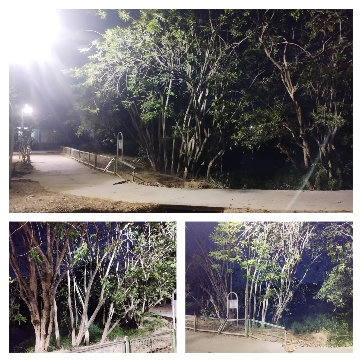 MueveteCasarapa's tweet photo. La luz incide directamente en árboles en la orilla de la laguna donde duermen cientos de zamuritas.
El humedal del Parque José María Cartaya es refugio de fauna silvestre, amerita protección y cuidado especial.
#Guarenas #AmbienteGG #PJMC https://t.co/evhQh062C0