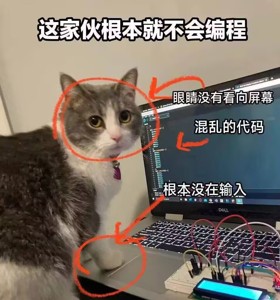 雲鳩 tweet media